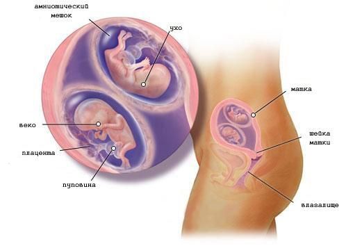 Беременность двойней на 11 неделе (фото)