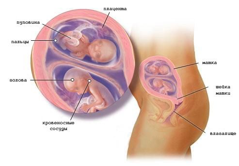 Беременность двойней на 16 неделе (фото)