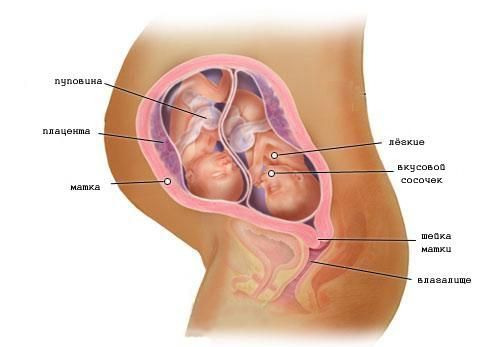 Беременность двойней на 24 неделе (фото)